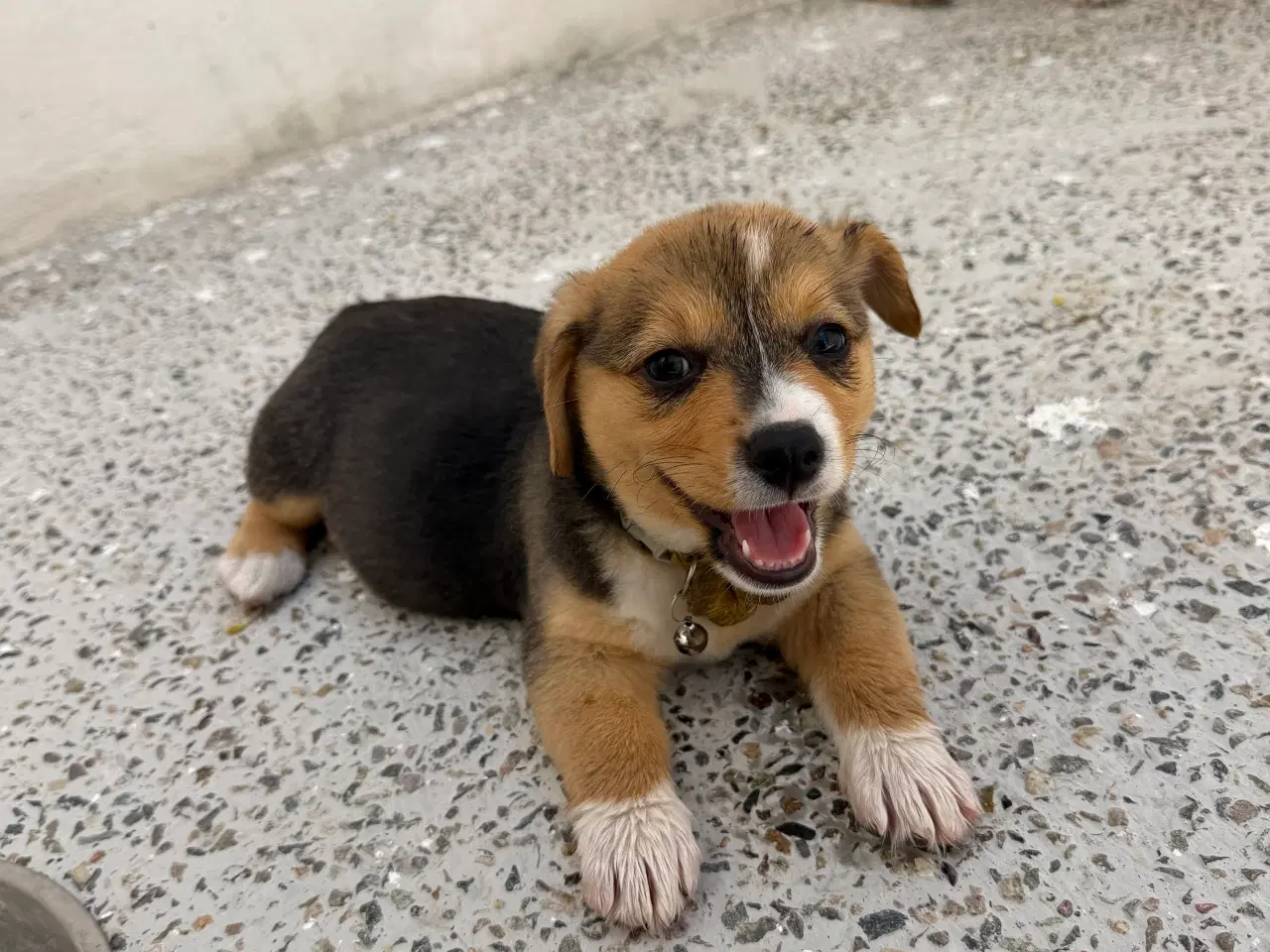 Billede 8 - Corgi Pembroke hundehvalpe