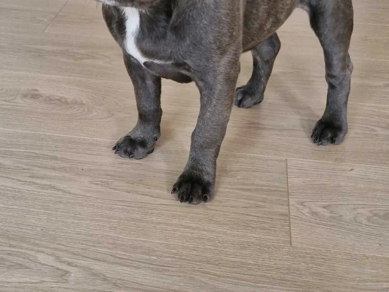 Billede 4 - Fransk bulldog 