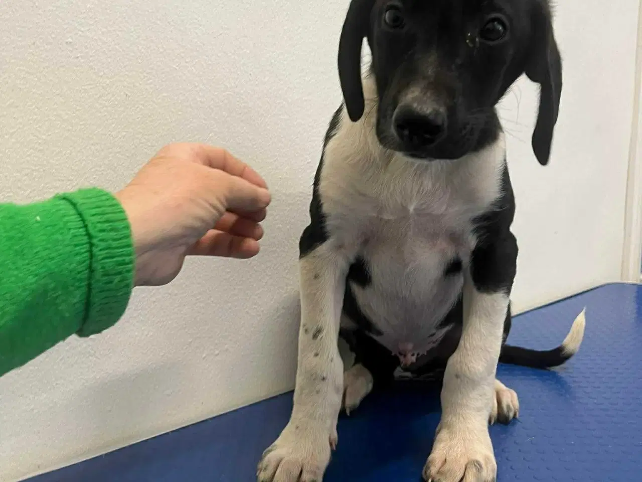 Billede 2 - Skønne Joey søger familie