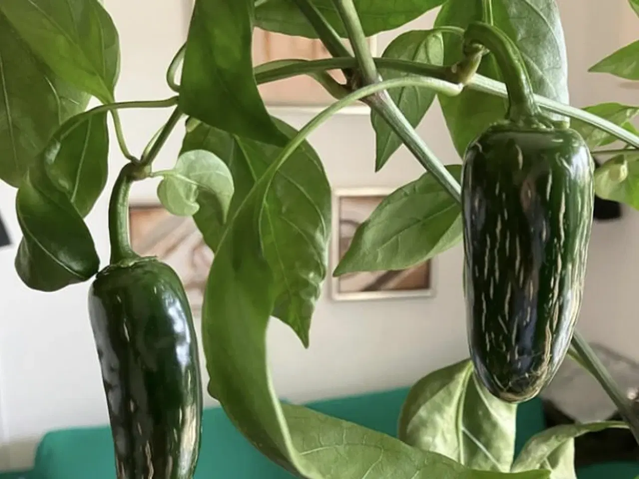 Billede 1 - jalapeno mammoth chili frø