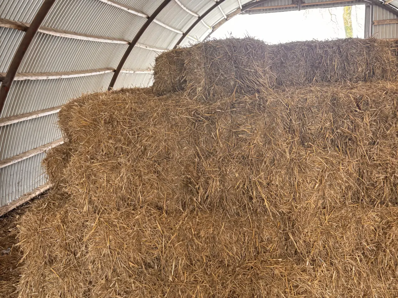 Billede 1 - Morten Koch baller