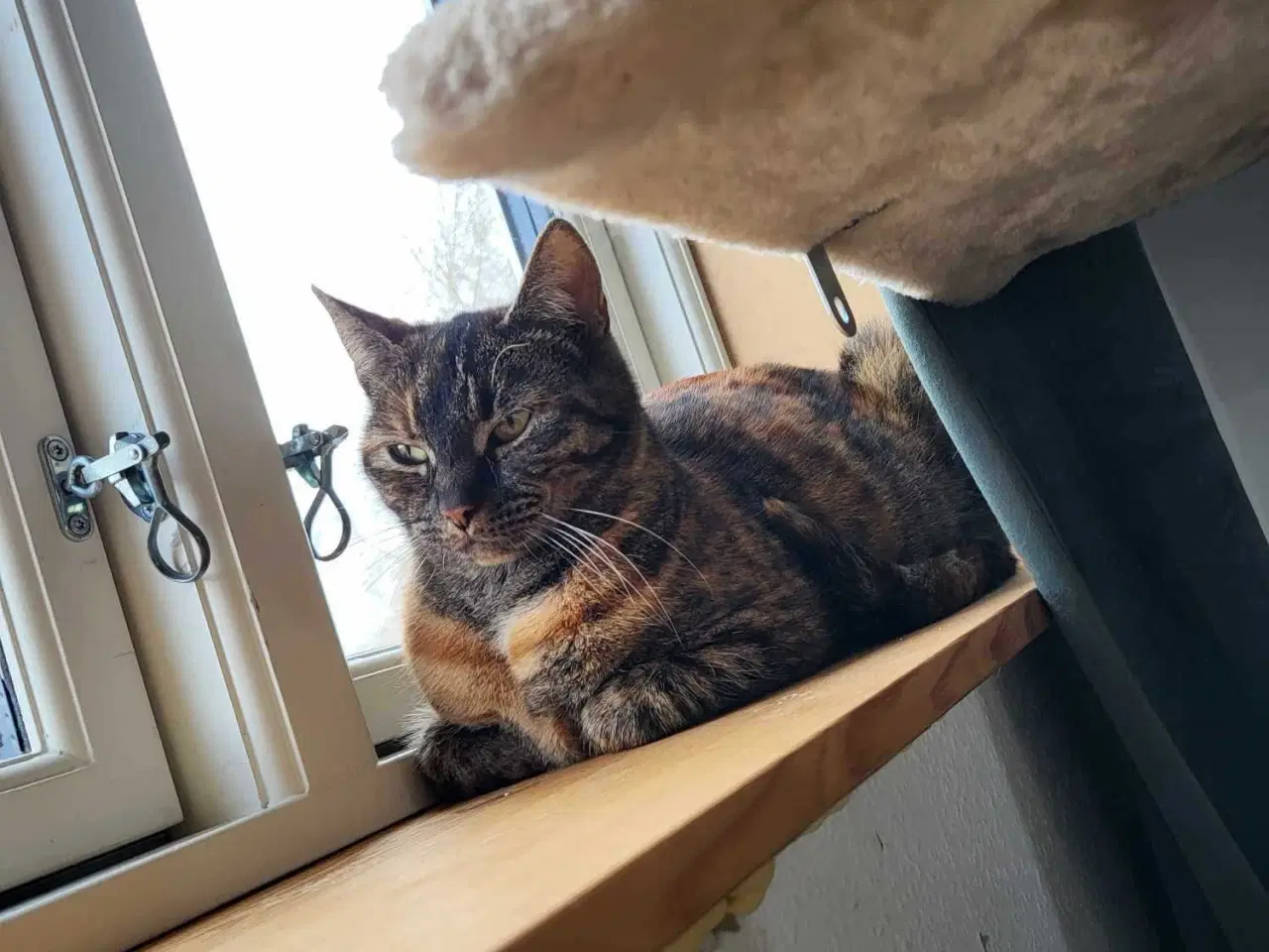 Billede 2 - Lady ♀️ Neutraliseret, vaccineret og øremærket