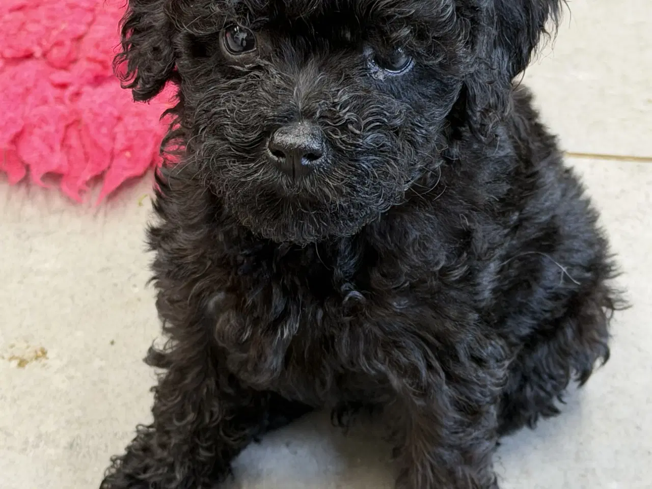 Billede 6 - Cavapoo hvalpe 