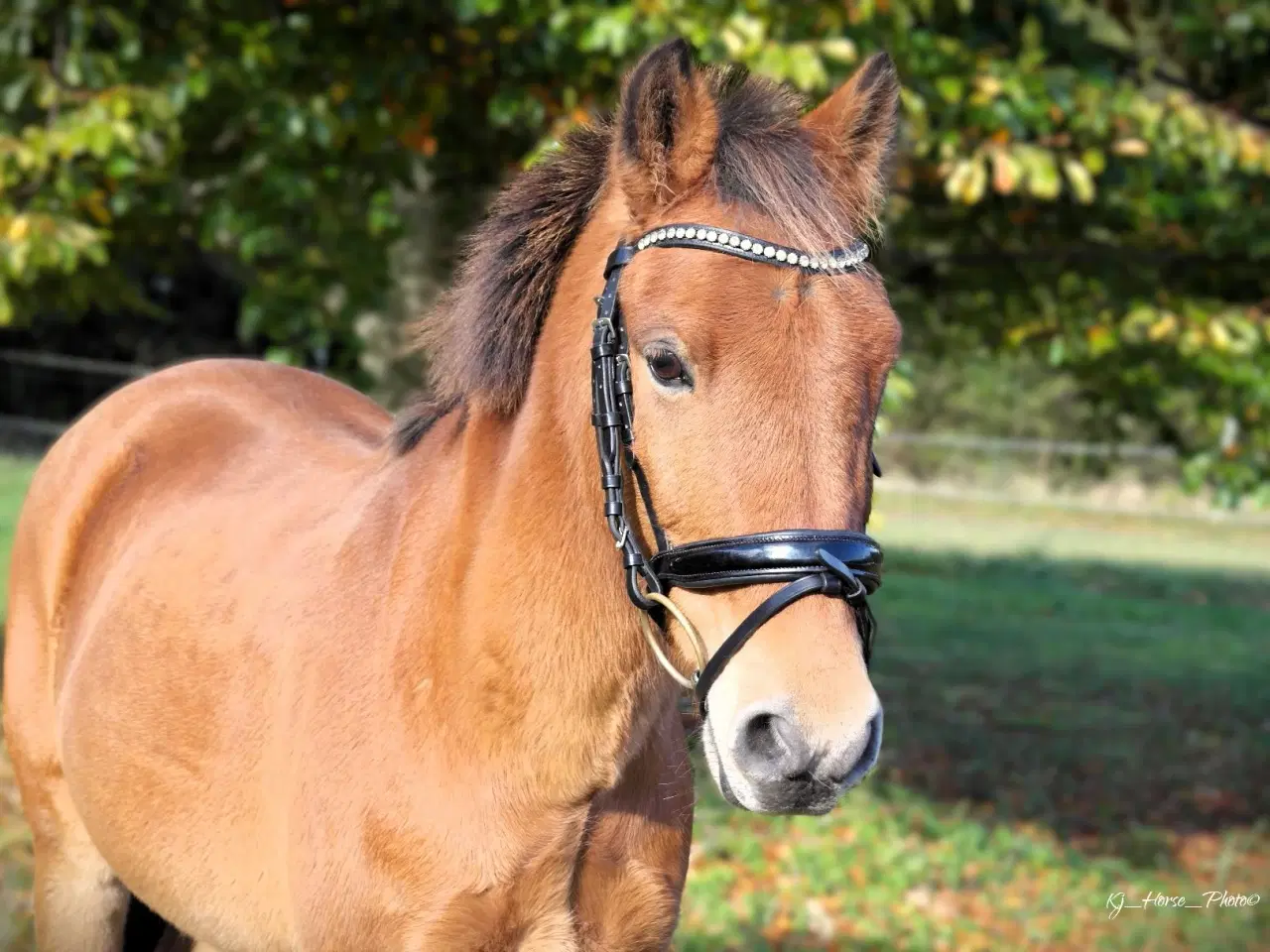 Billede 1 - Sød 3 er pony 
