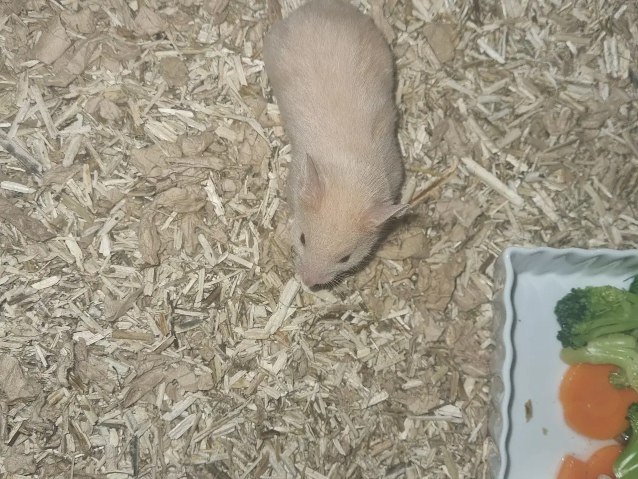 Billede 6 - Guldhamster unger sælges 