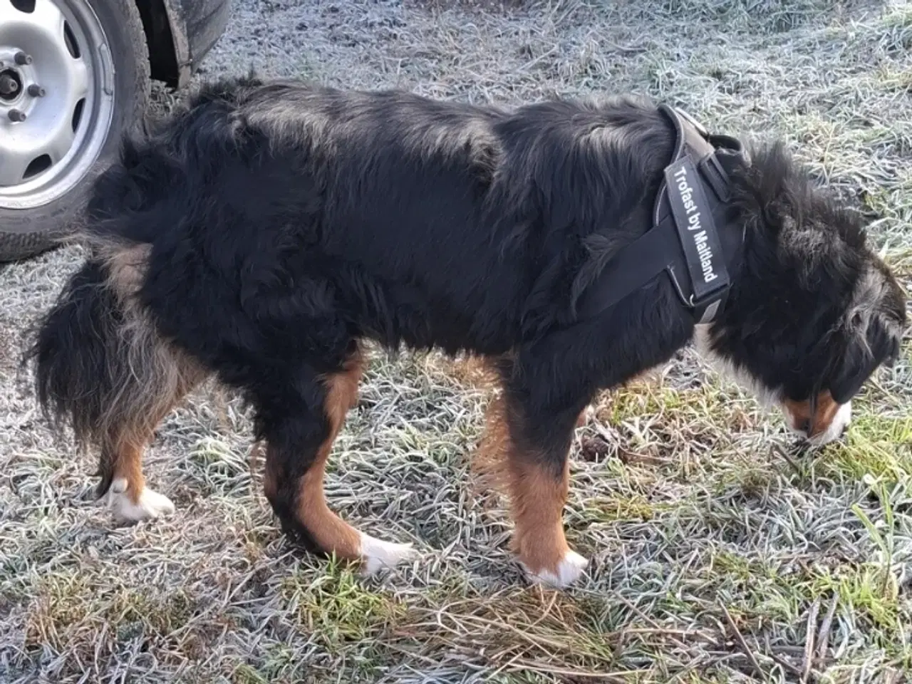 Billede 4 - Berner senne tæve