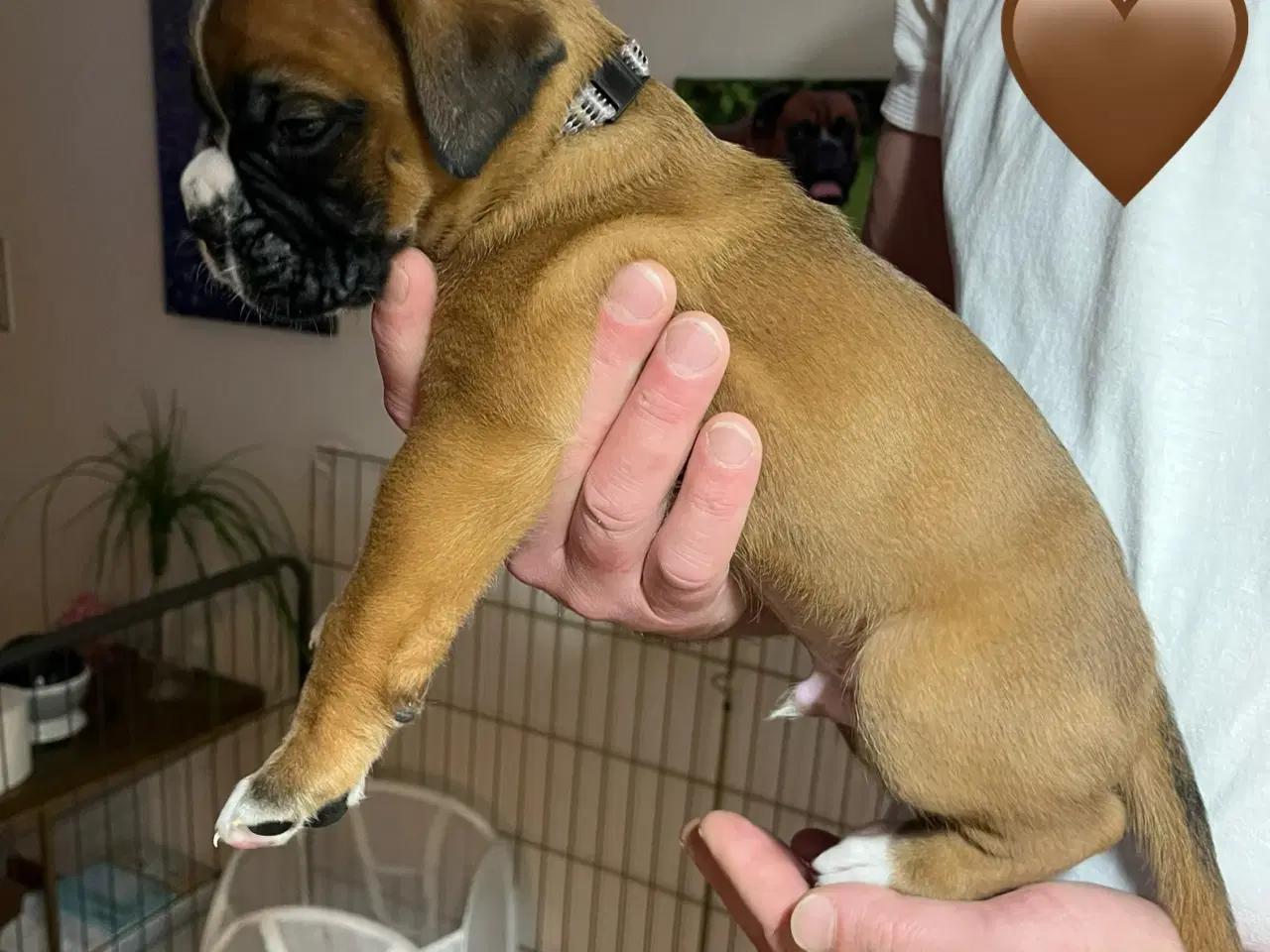 Billede 9 - Skønneste Boxerhvalpe søger nyt hjem