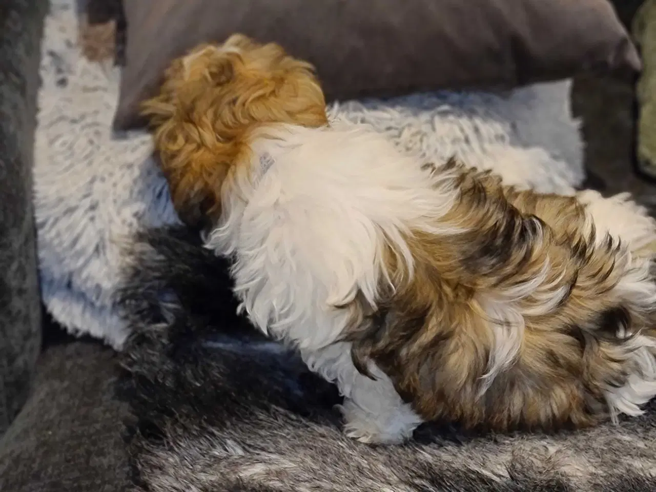 Billede 3 - Shih tzu hvalpe 