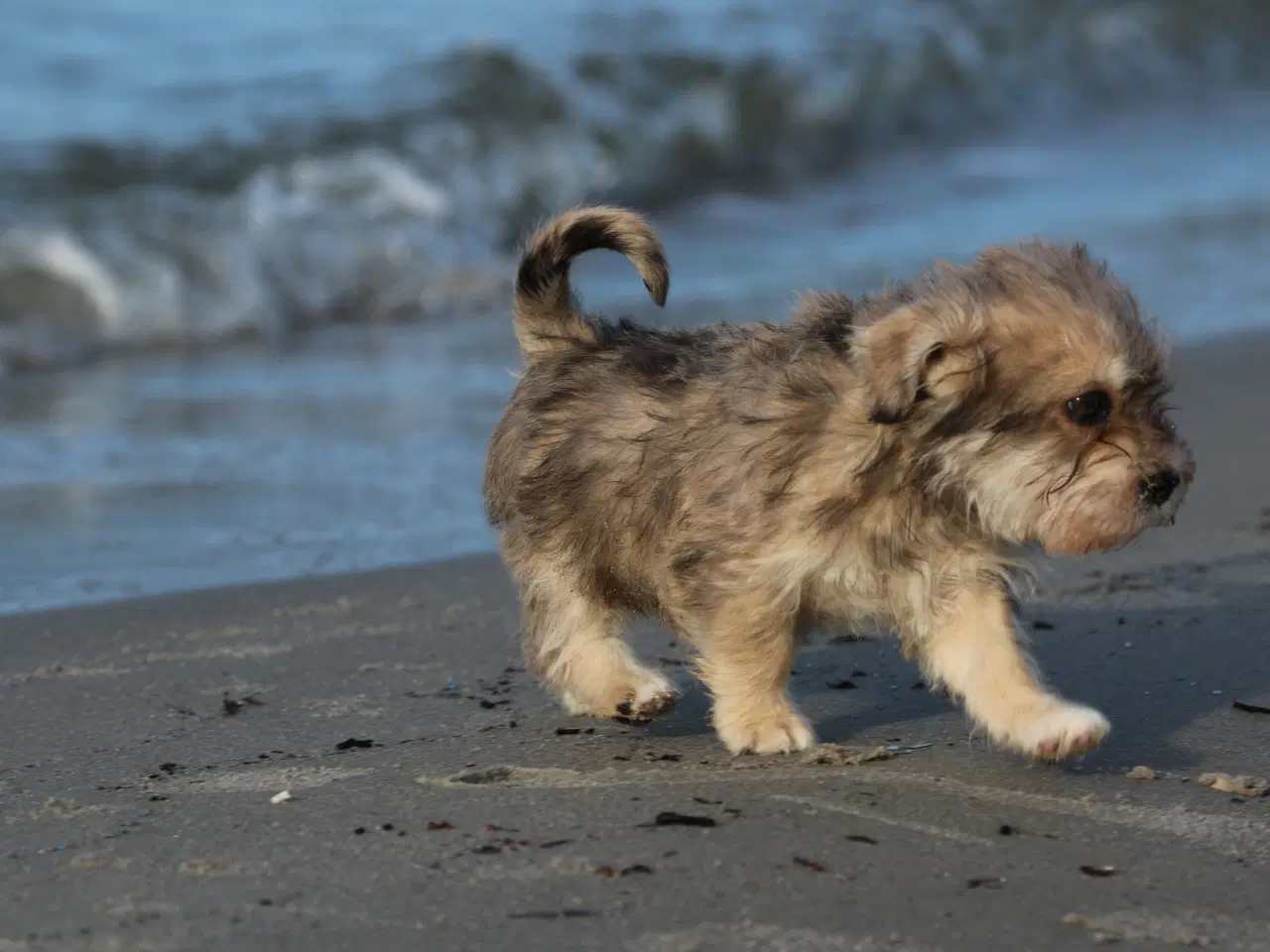 Billede 3 - Bichon havanais x cavalier king charles spaniel