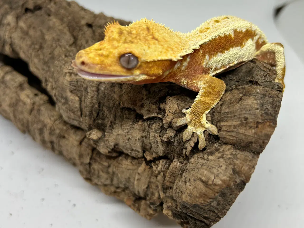 Billede 7 - Lilly White kronegekko han