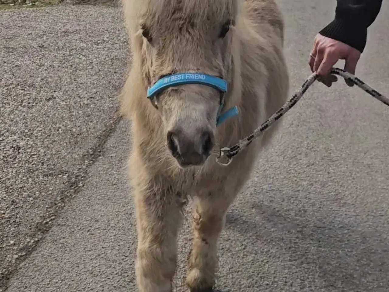 Billede 6 - 2 unikke drenge med fuld tavle 