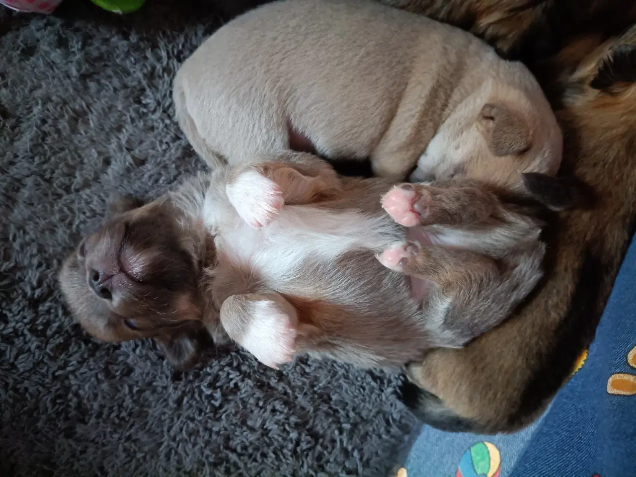 Billede 2 - Ægte chihuahua hvalpe 