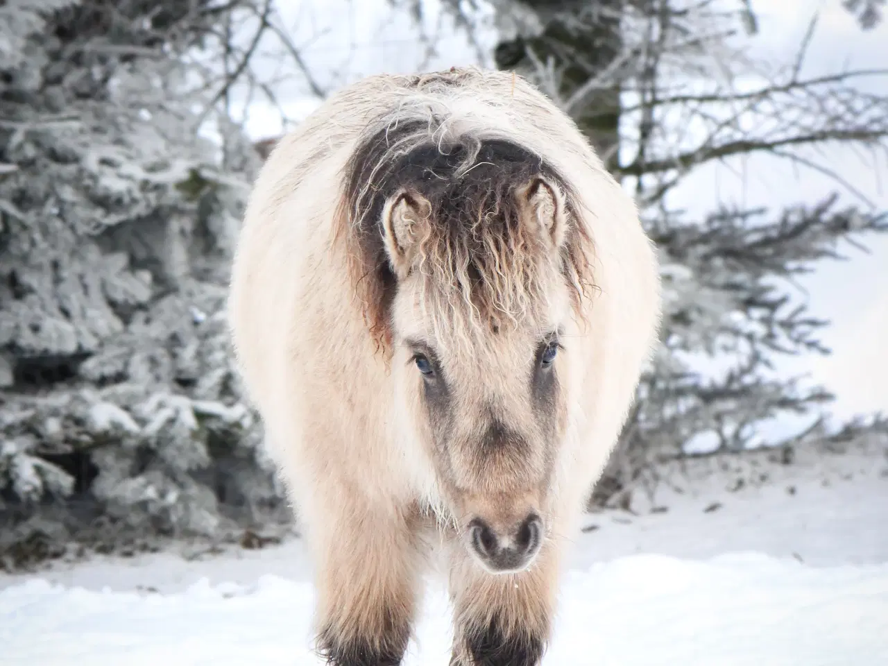 Billede 2 - Shetlænder føl med fantastisk farve og sind!