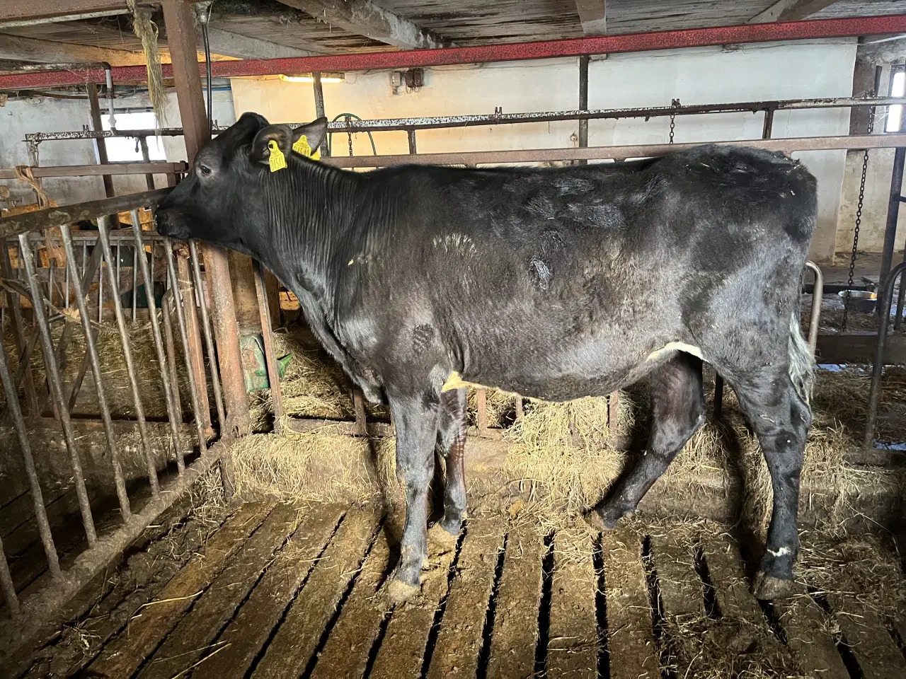 Billede 7 - Krydsnings kvier