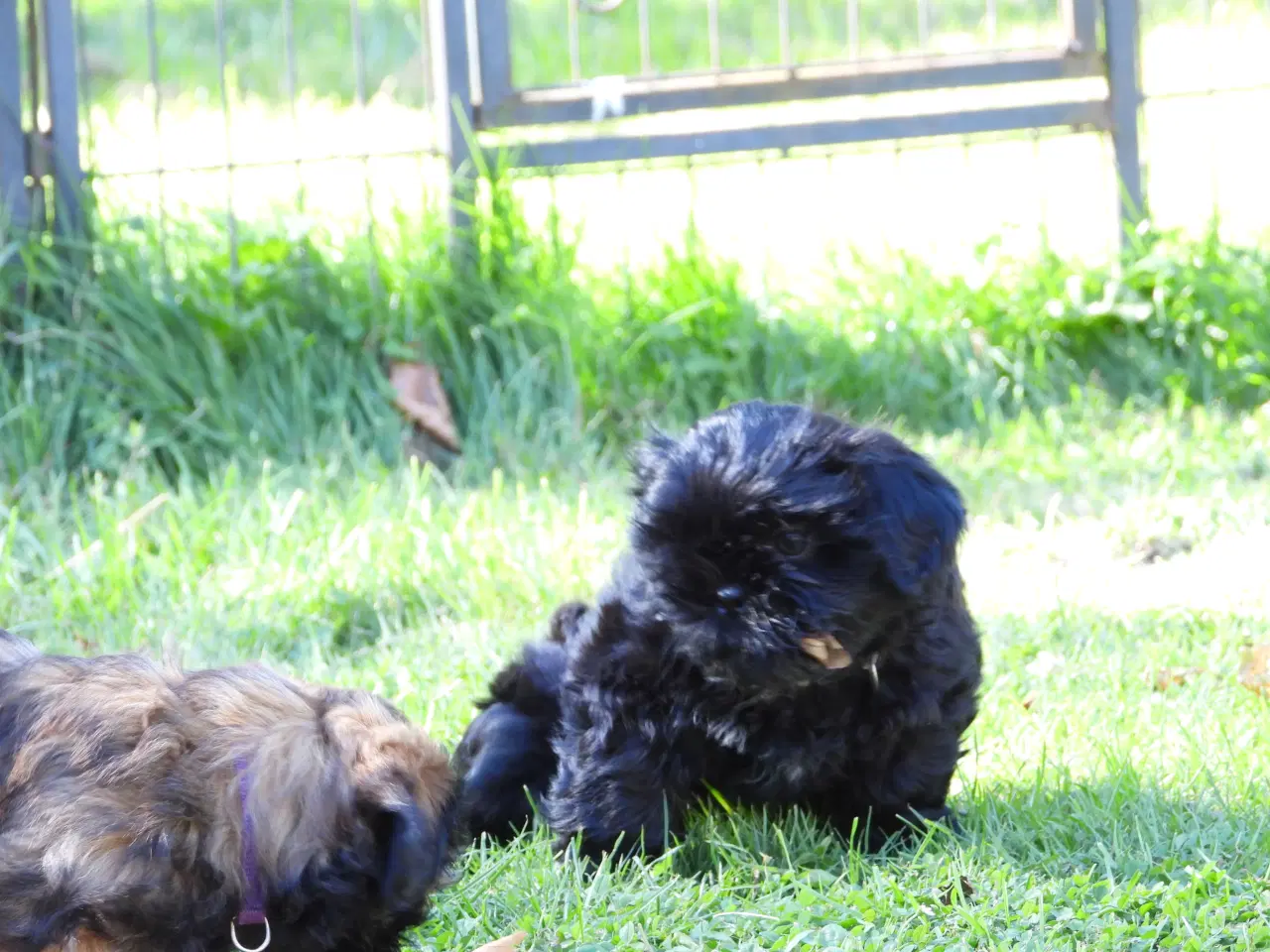 Billede 6 - Shih Tzu hvalp - Alfred 