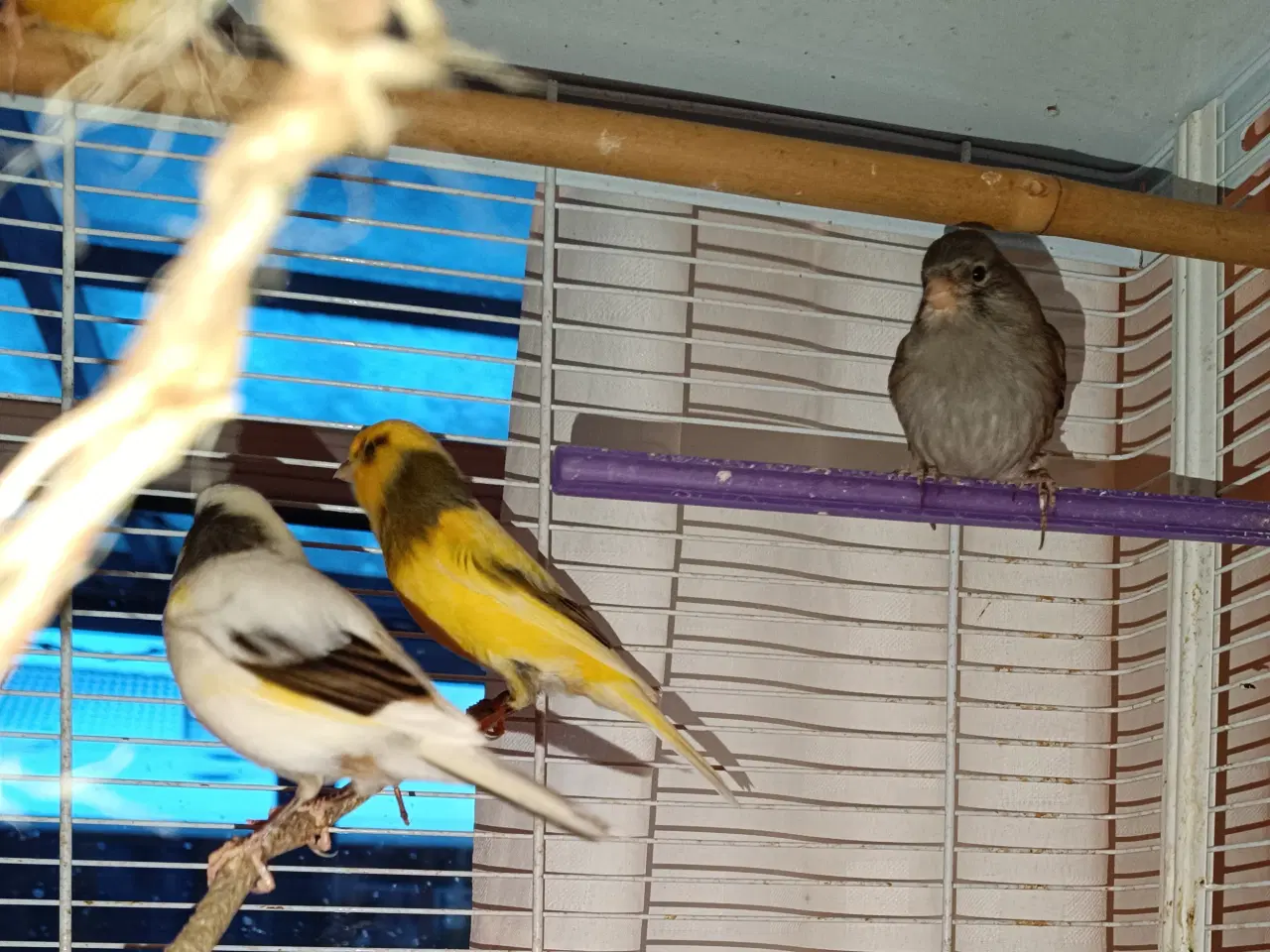 Billede 1 - Kanariefugle. Hanner og hunner 1-2-3 år