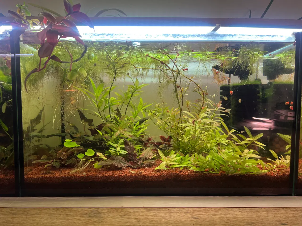 Billede 5 - Fire ens 45 liters akvarier på møbel hvis ønskes