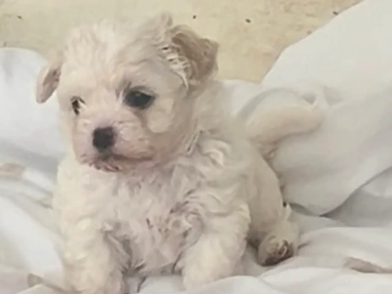 Billede 2 - Blandingshvalpe Malteser / Shih Tzu