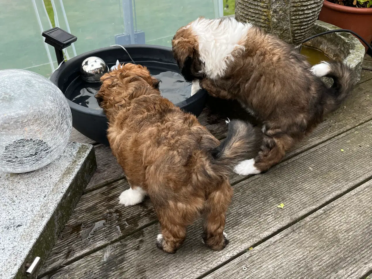 Billede 9 - Søde hundehvalpe 