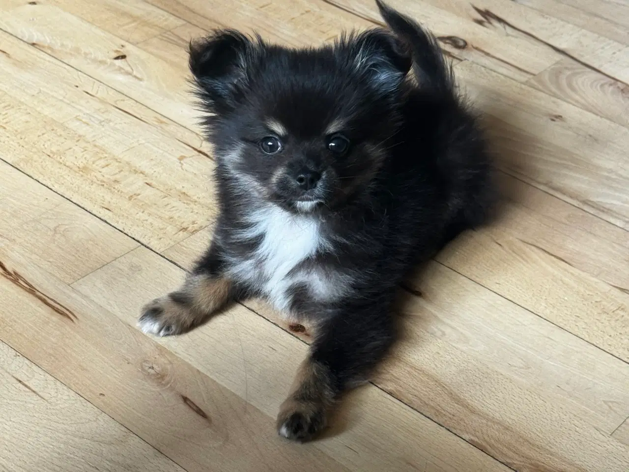 Billede 5 - Pomchi hvalp