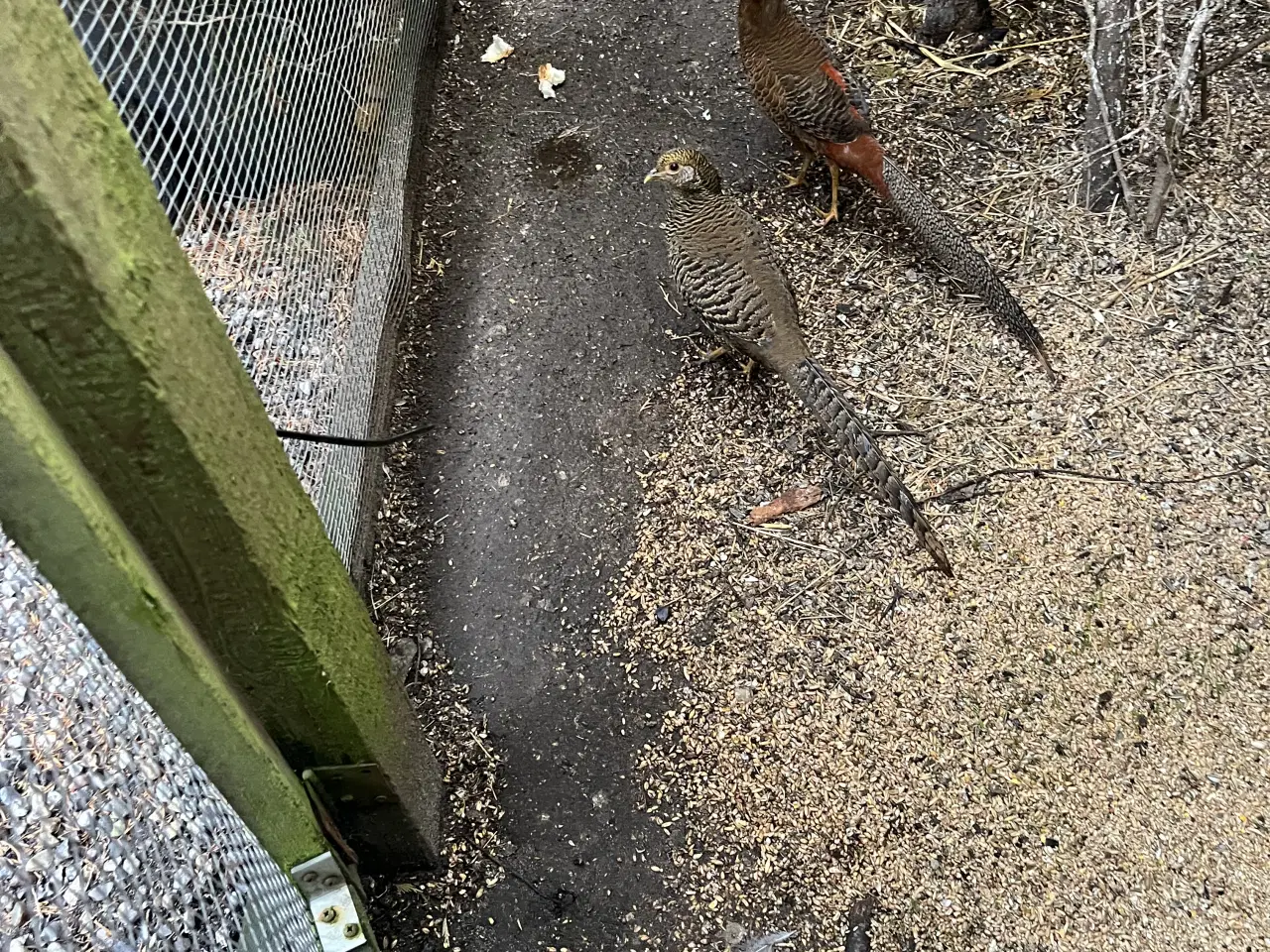 Billede 2 - Guldfasan 