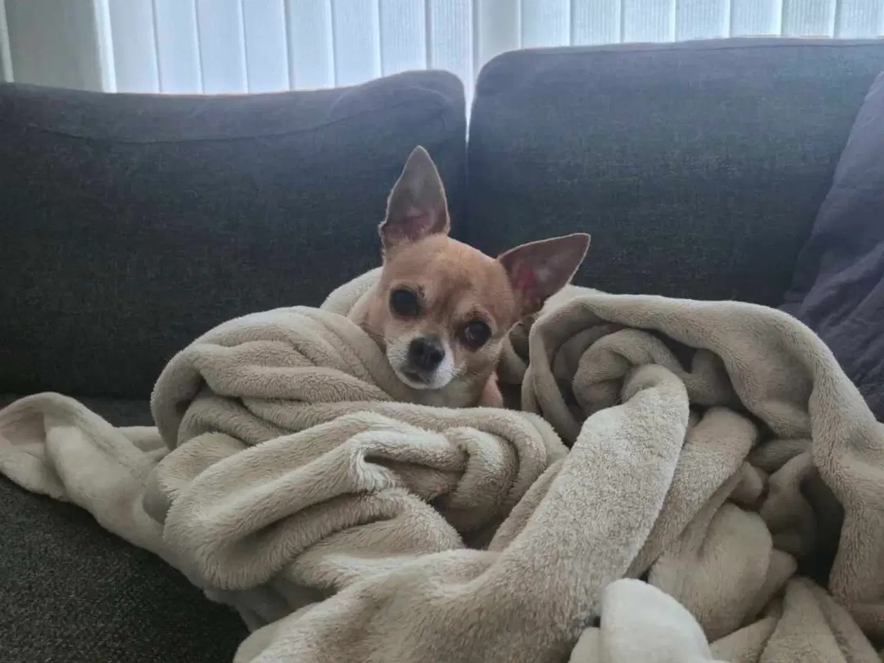 Billede 3 - Chihuahua han, 5 år