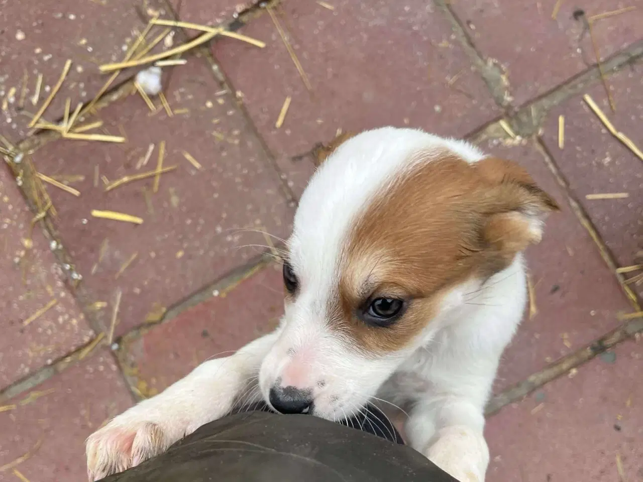 Billede 3 - Sødeste lille Panda søger familie