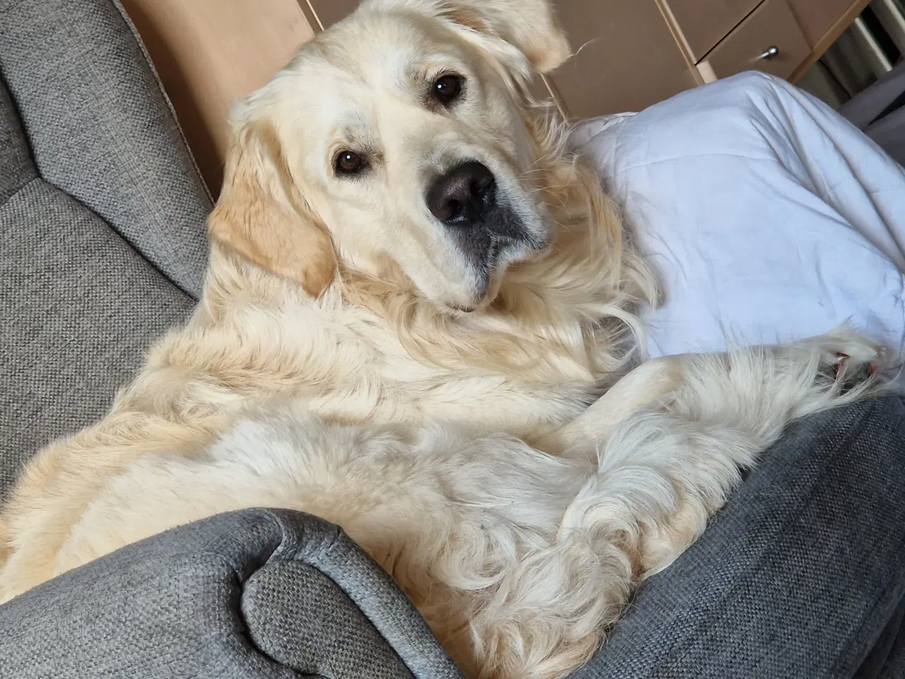 Billede 1 - Hanhund Tilbydes Til Parring