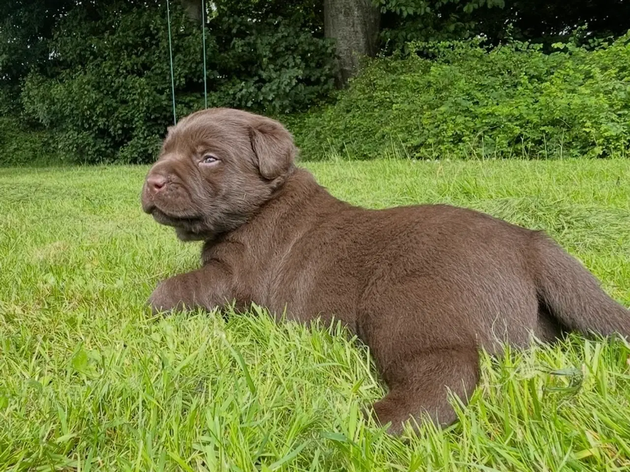 Billede 3 - Lækre brune Labrador hvalpe