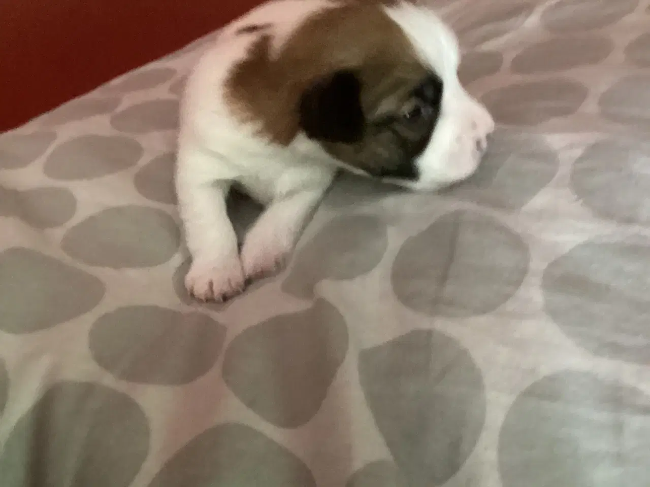 Billede 3 - Jack Russell terrier hvalpe
