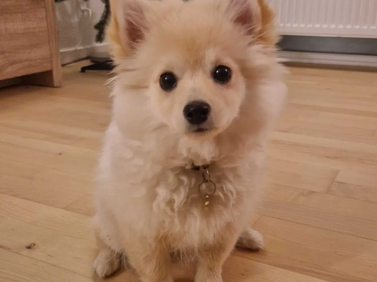 Billede 2 - Smuk lys bamsepige