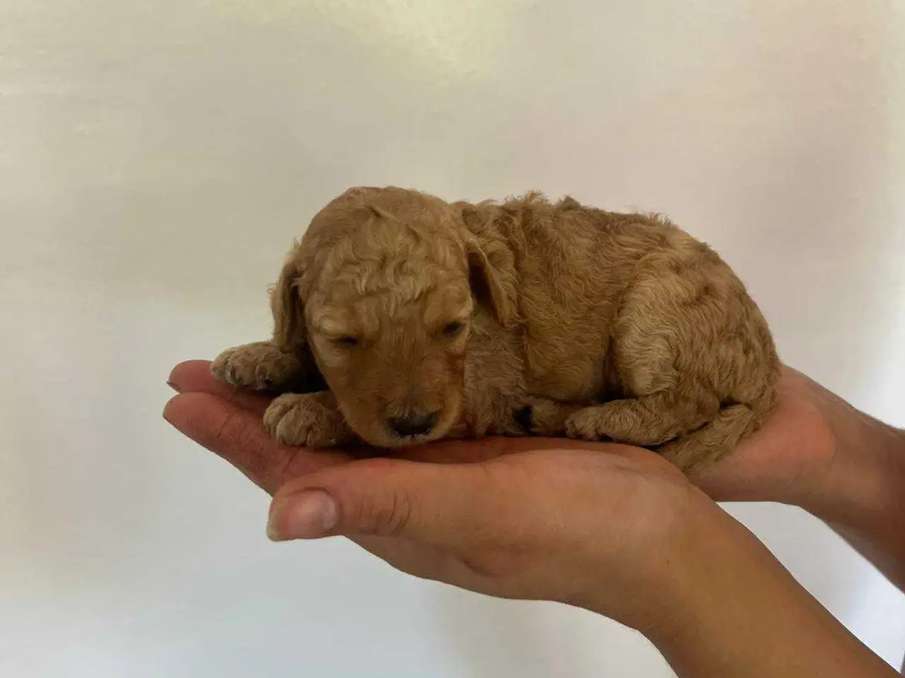 Billede 1 - Cavapoo f1b 