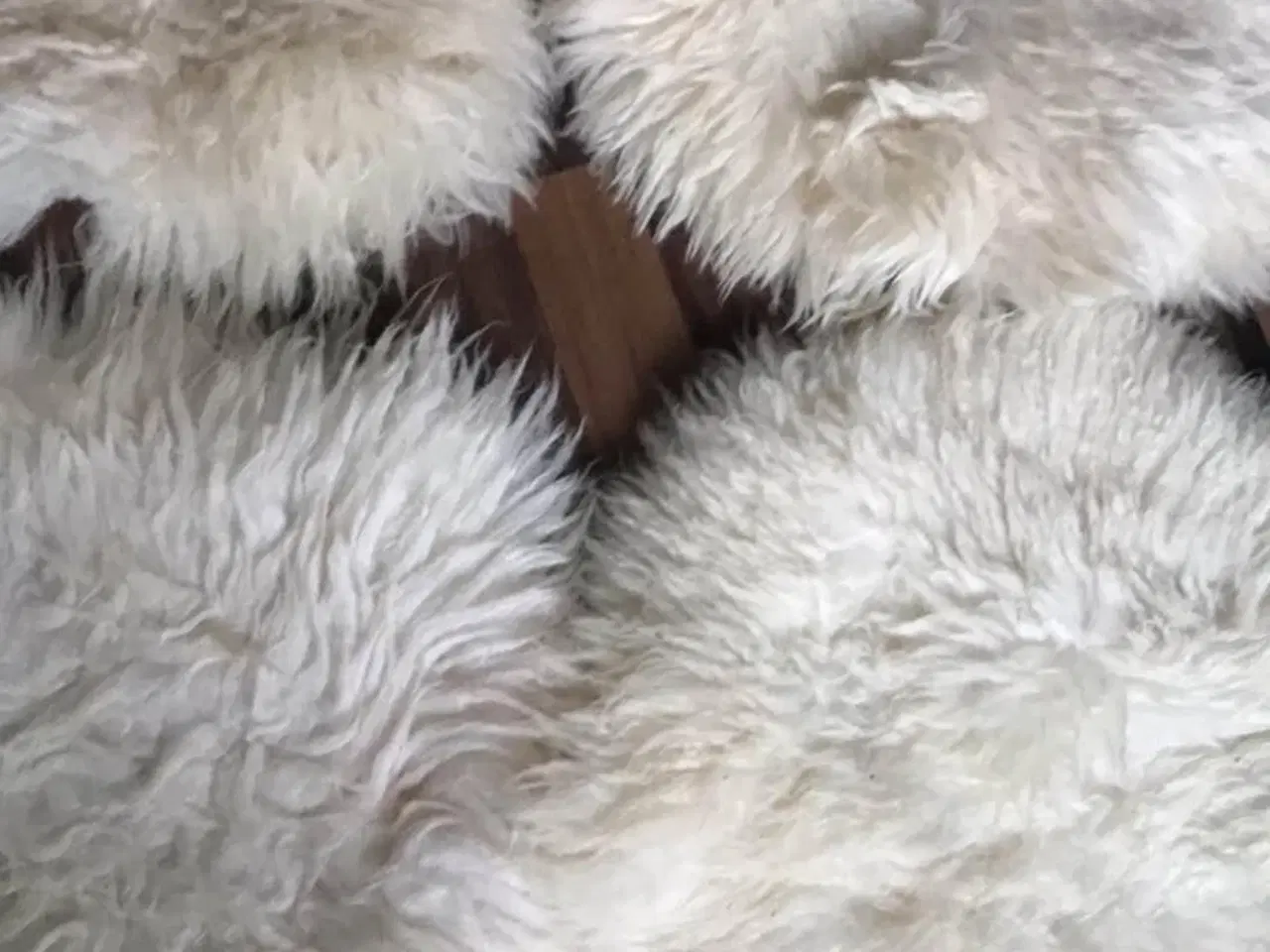 Billede 3 - Stolehynde Kejserlund 