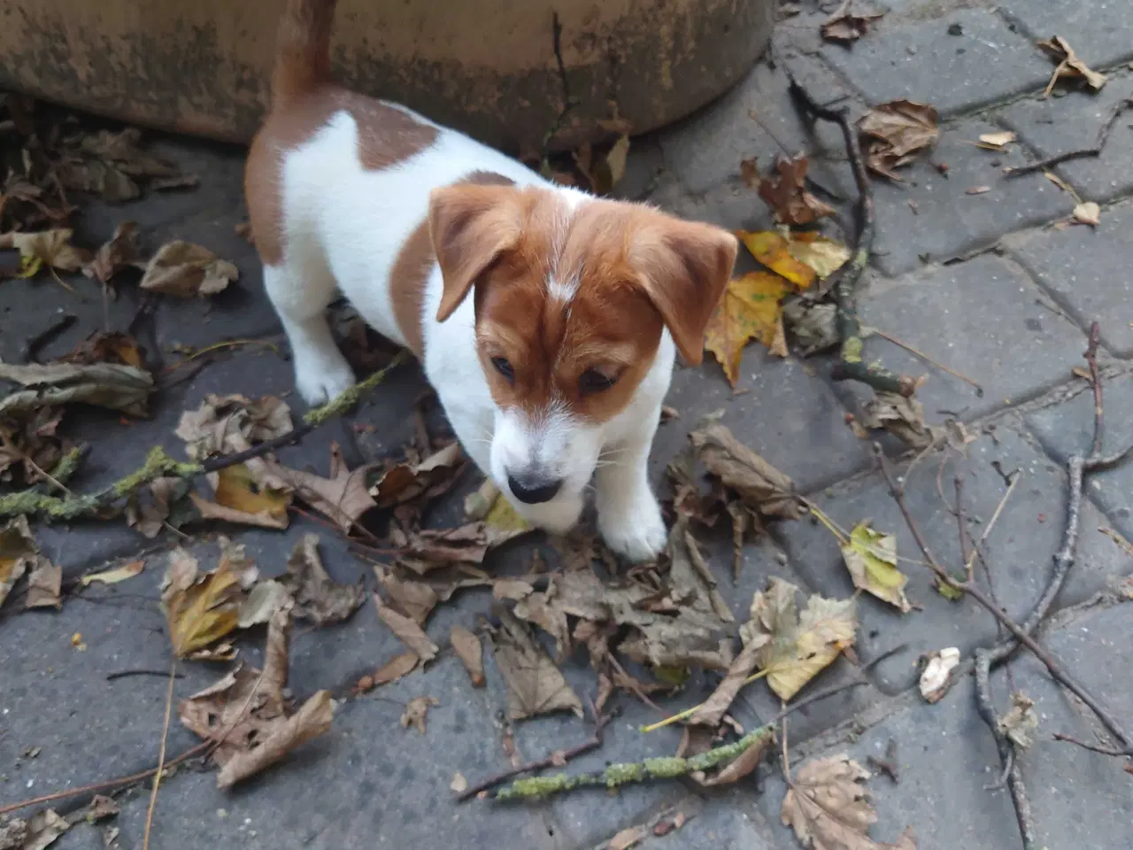 Billede 2 - Jack Russell hvalpe 