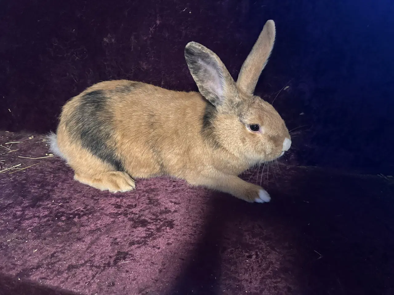 Billede 3 - Kaniner