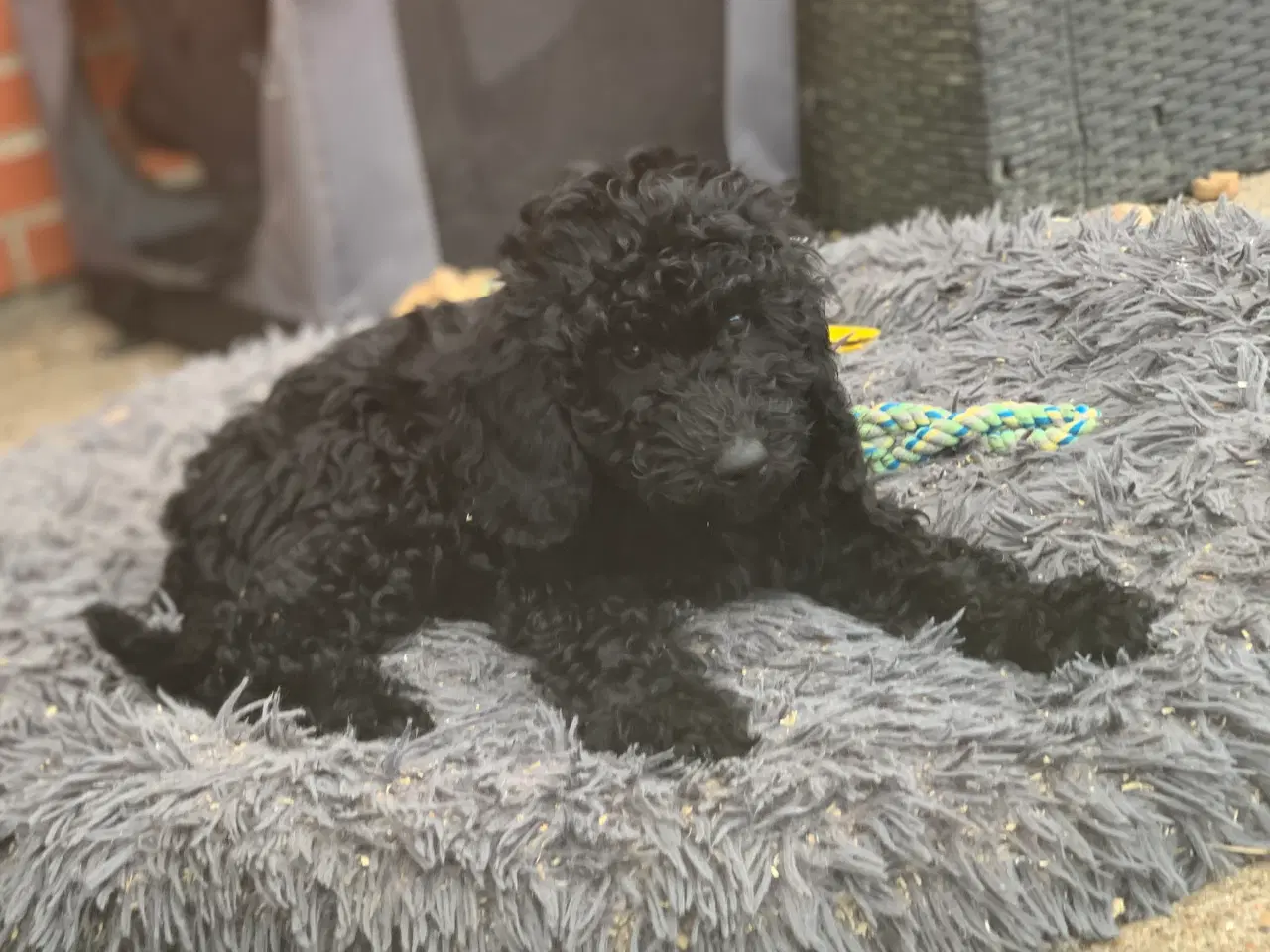 Billede 5 - Mini Golden Doodle F1B babyer 
