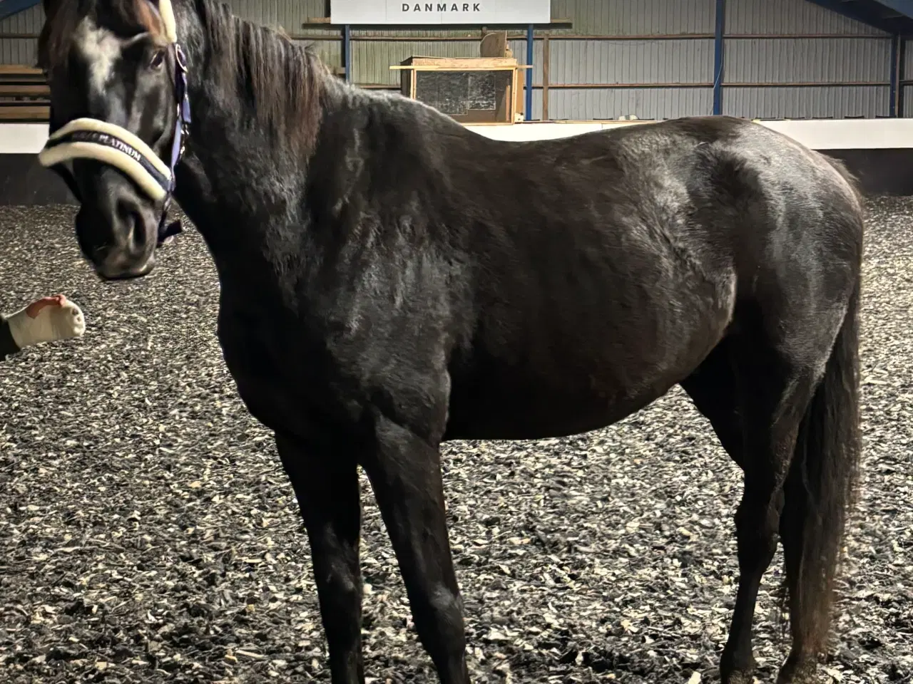Billede 1 - Dansk Varmblod 4 år