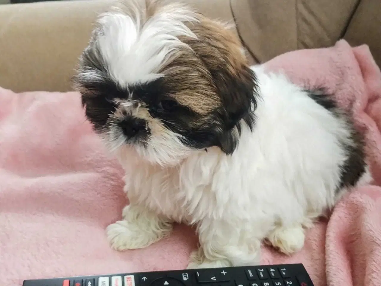 Billede 17 - Tu vidunderlige Shih Tzu