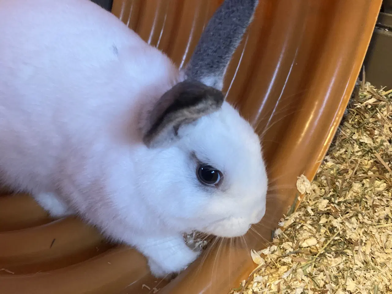 Billede 3 - Nutsi søger nye græsgange