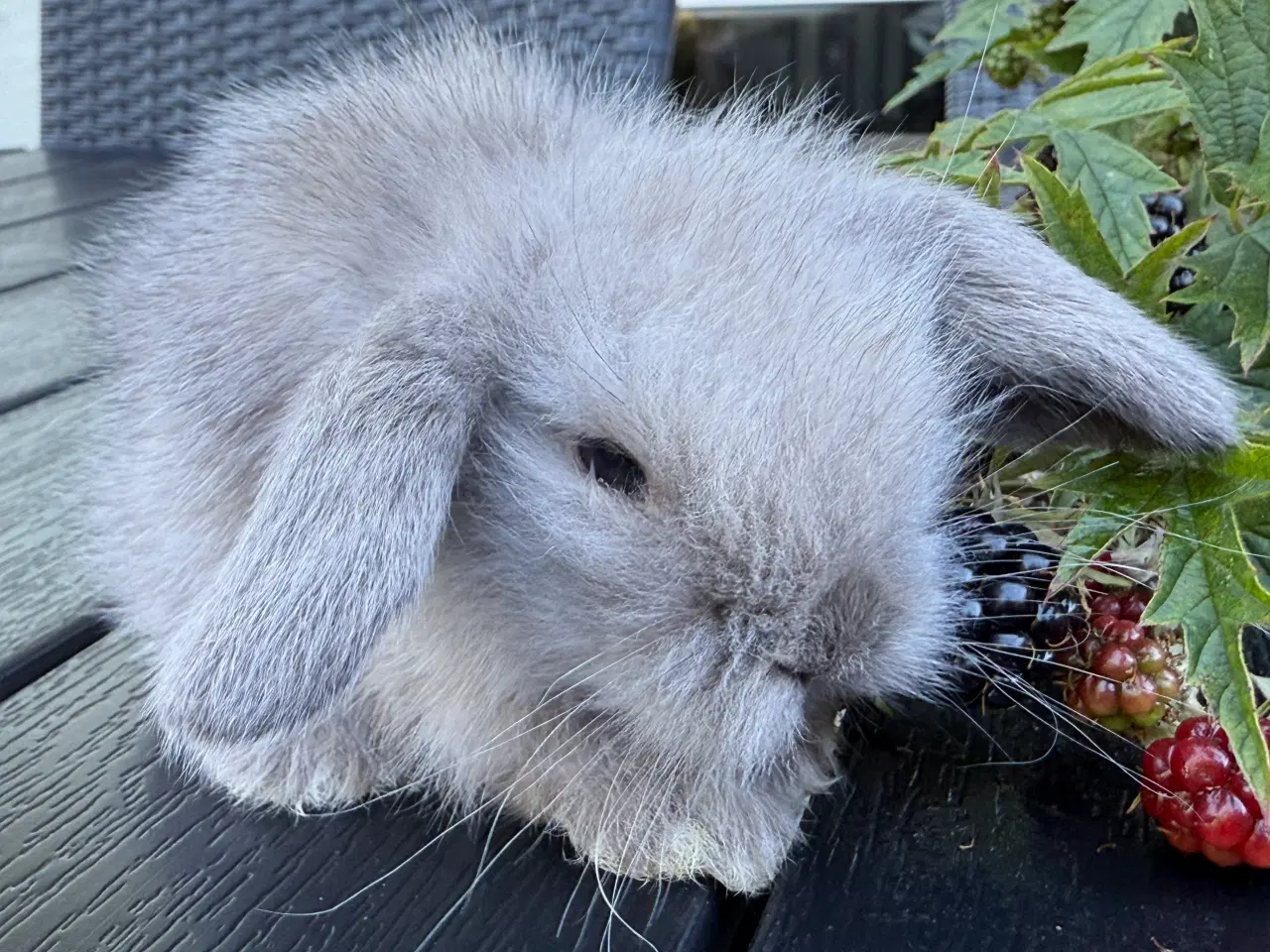 Billede 1 - Lion lop