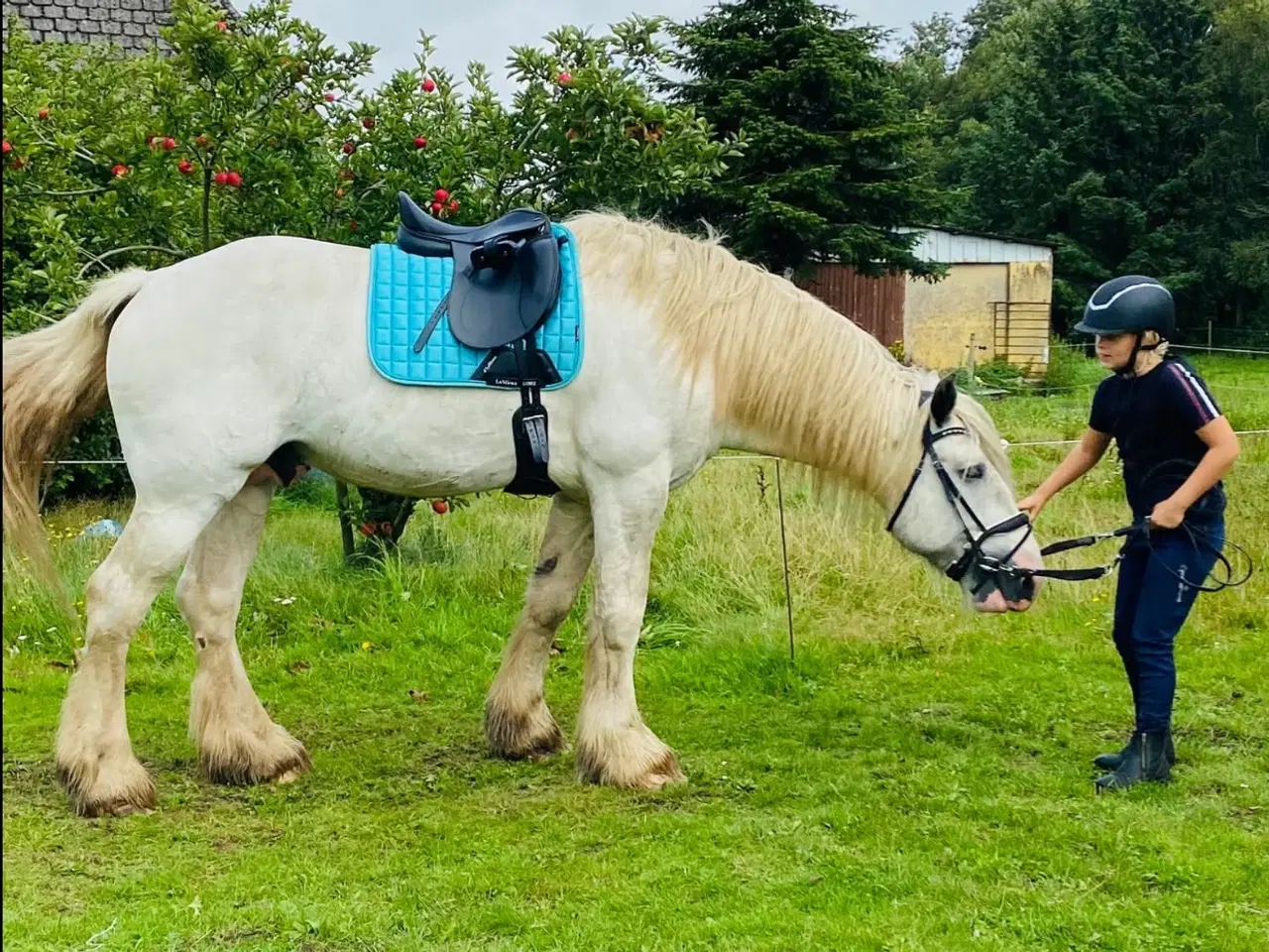 Billede 3 - Irish COB crossbreed