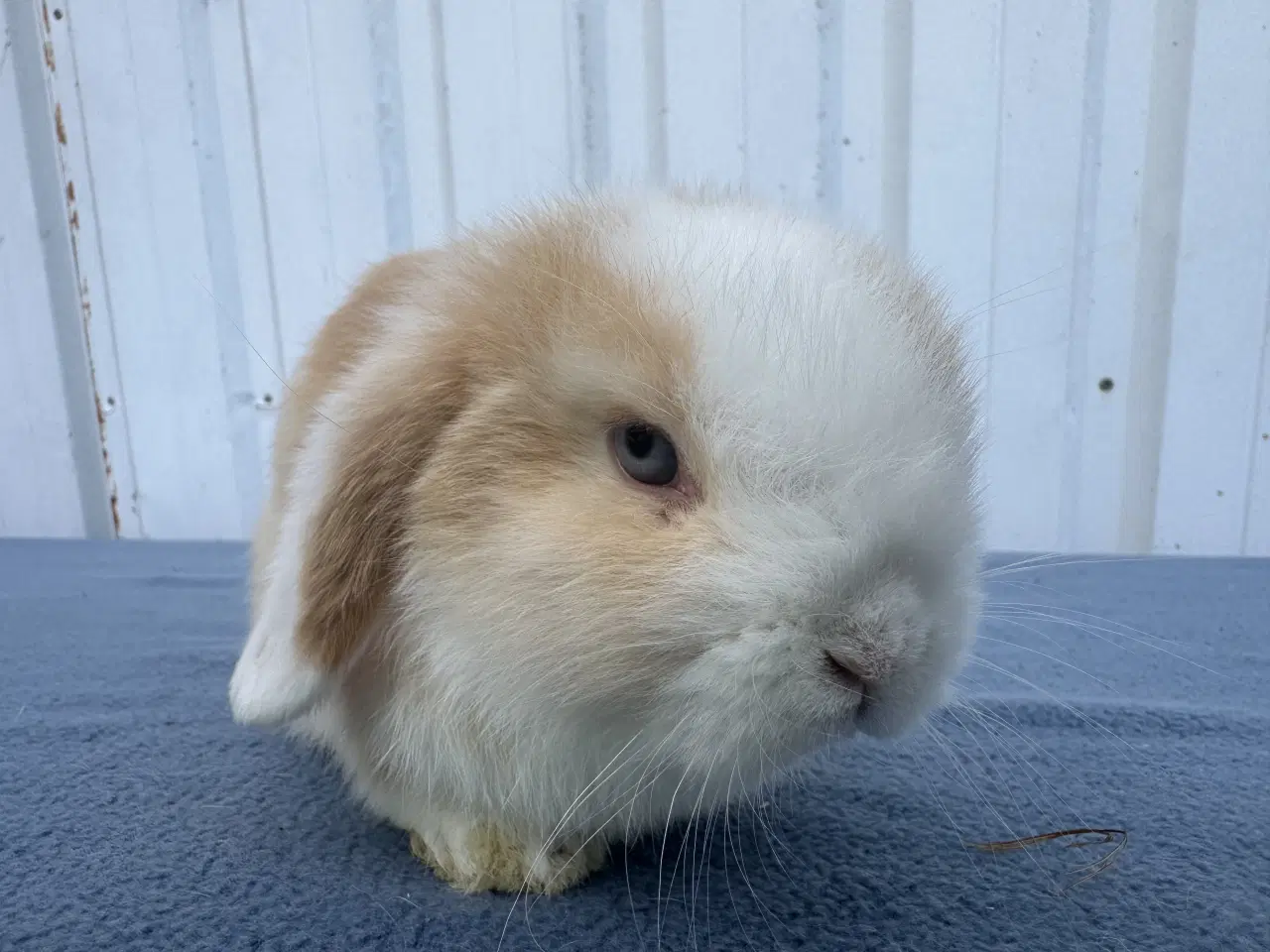 Billede 2 - Mini lop hankanin
