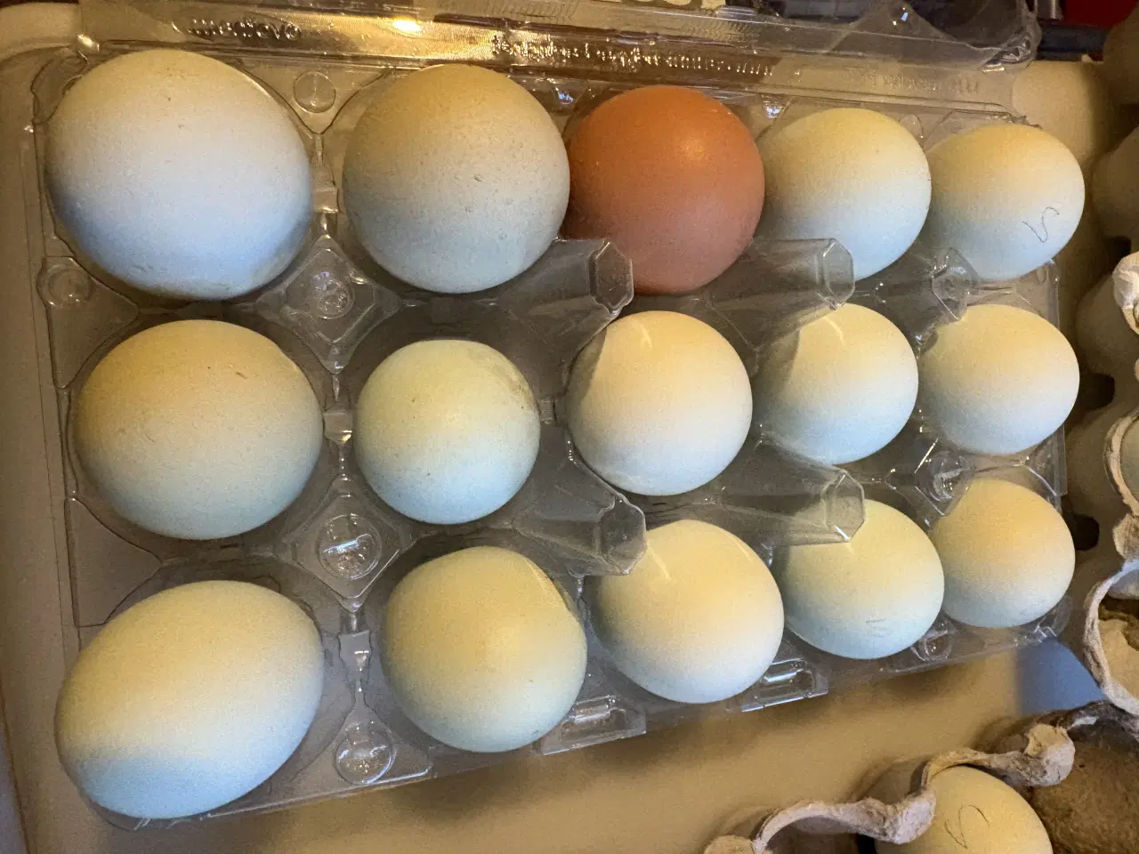 Billede 2 - Kyllinger forskellige racer