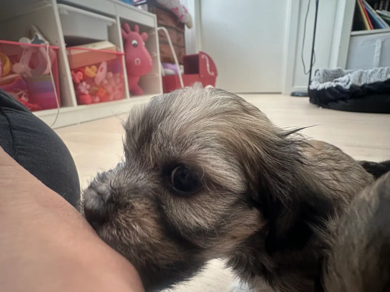 Billede 2 - Chili - Lhasa apso