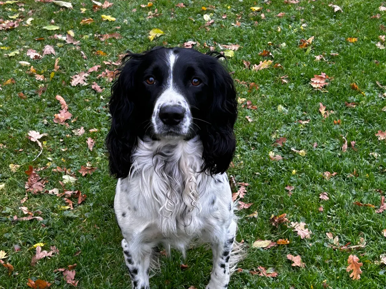 Billede 2 - Ft springer/ft labrador hvalpe