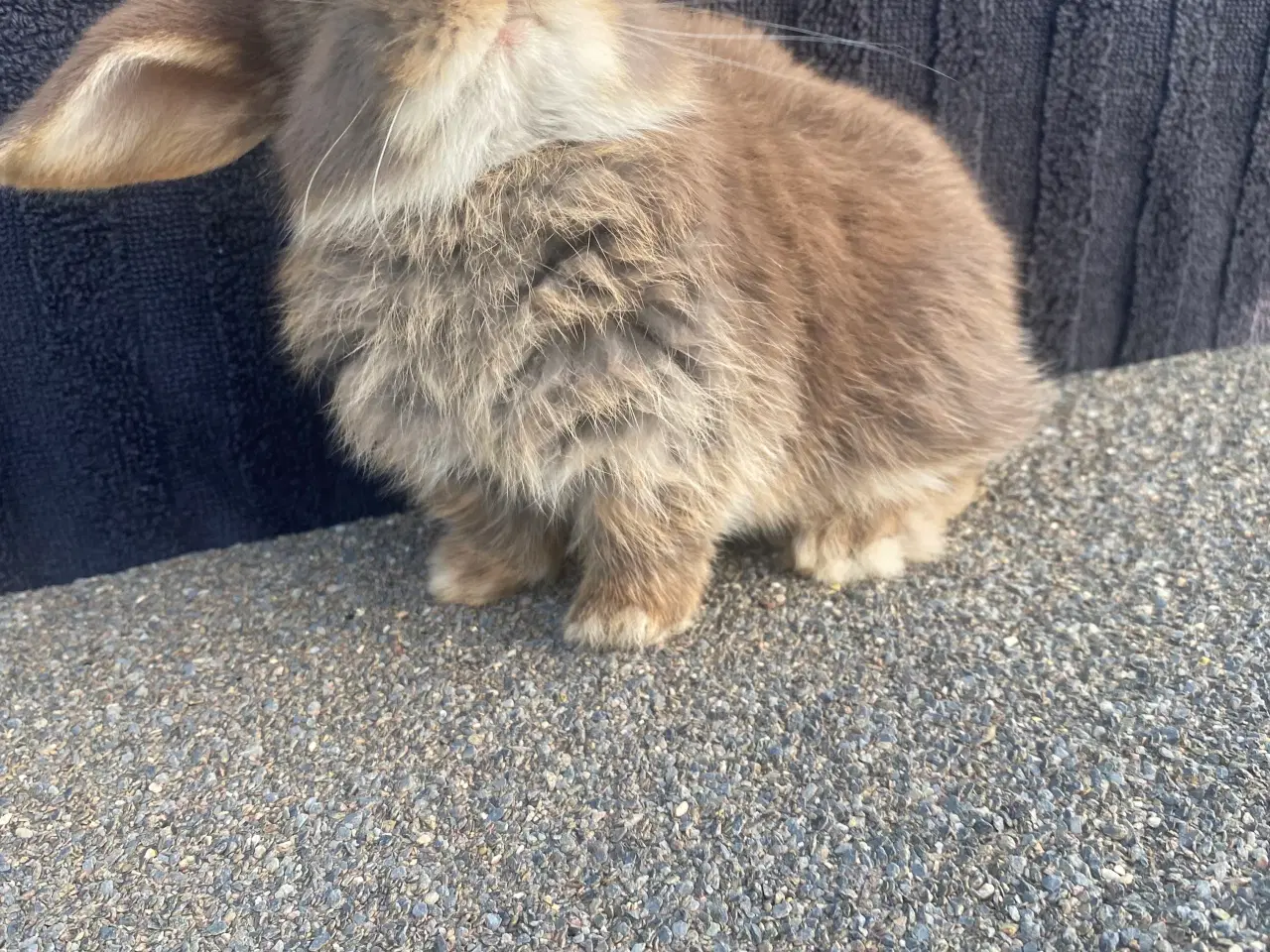 Billede 6 - Mini lop kanin unge , Pige