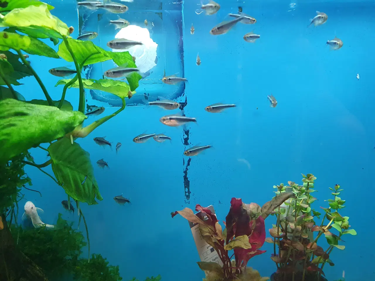 Billede 9 - Rød & Sort Neon sælges 🐟