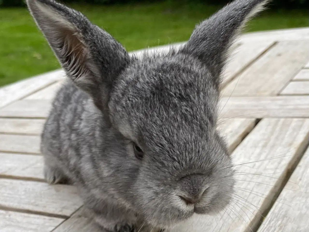Billede 5 - FRANSK VÆDDER HUN CHINCHILLA