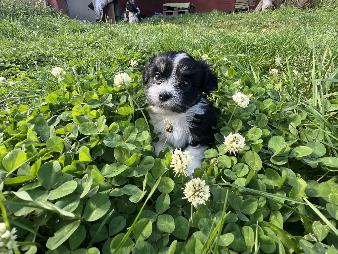 Billede 4 - Allergivenlig Shih Tzu / Bichon Havanais