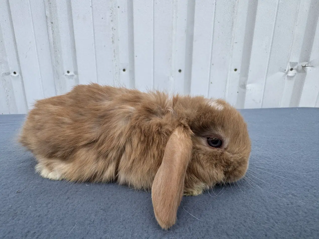 Billede 4 - Dværgvædder hankanin